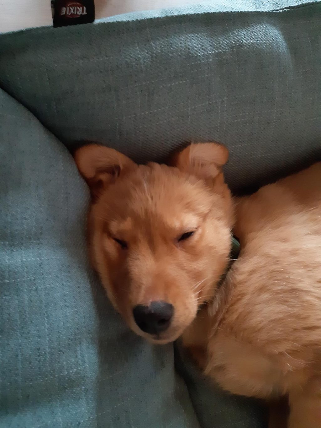 Instagram post from alenas.hundetraining. This post is in position 3.