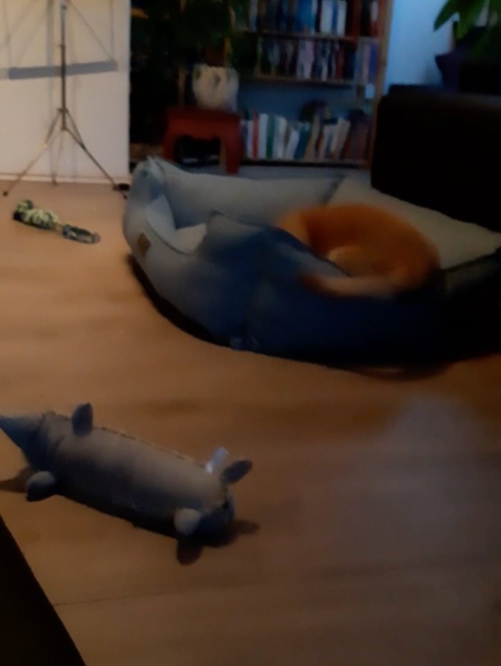 Instagram post from alenas.hundetraining. This post is in position 4.