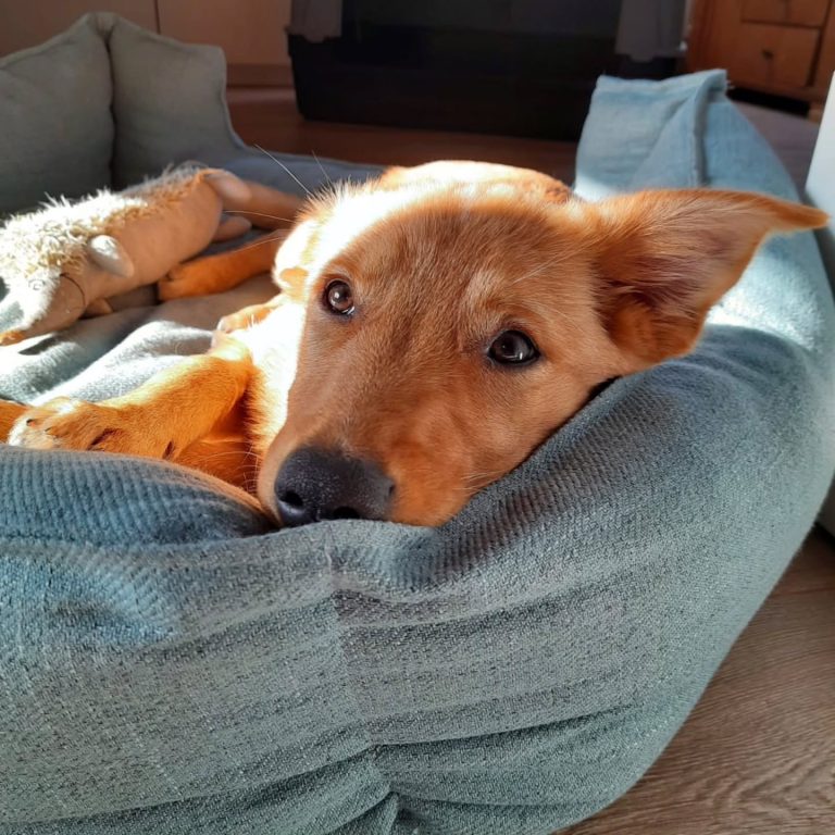 Instagram post from alenas.hundetraining. This post is in position 5.