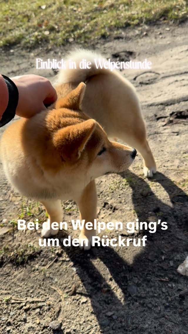 Instagram post from alenas.hundetraining. This post is in position 1.