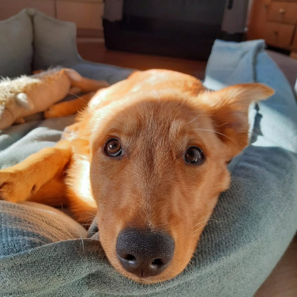 Instagram post from alenas.hundetraining. This post is in position 4.