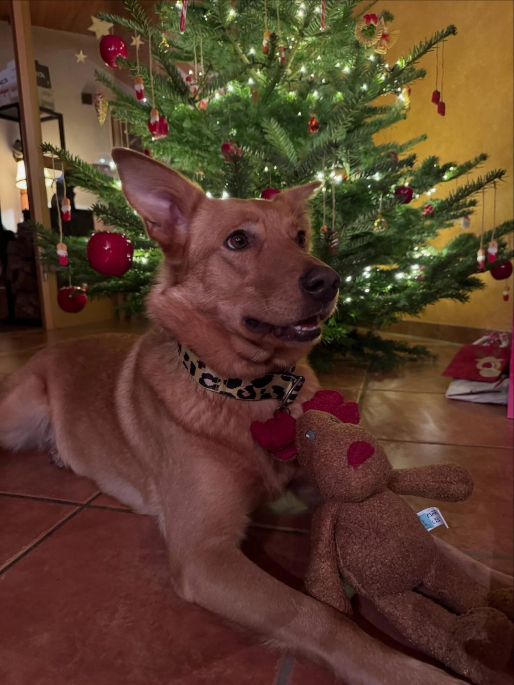 Instagram post from alenas.hundetraining. This post is in position 5.