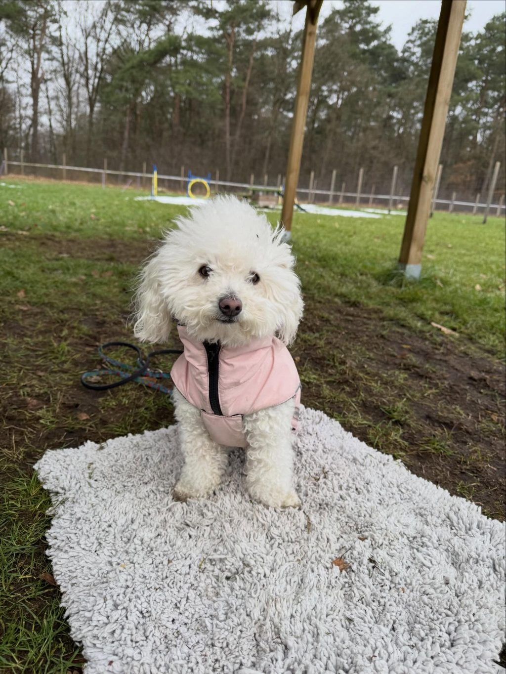 Instagram post from alenas.hundetraining. This post is in position 8.