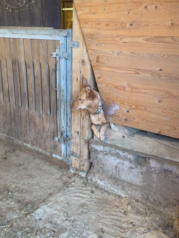 Instagram post from alenas.hundetraining. This post is in position 9.