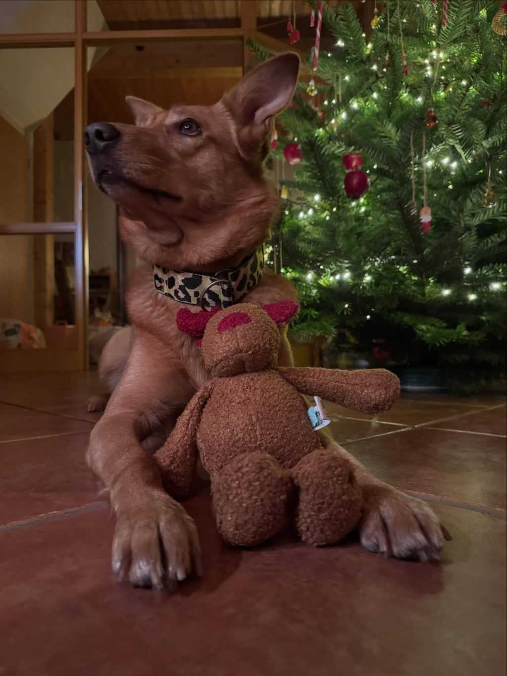 Instagram post from alenas.hundetraining. This post is in position 2.