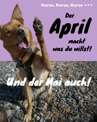 Instagram post from alenas.hundetraining. This post is in position 1.