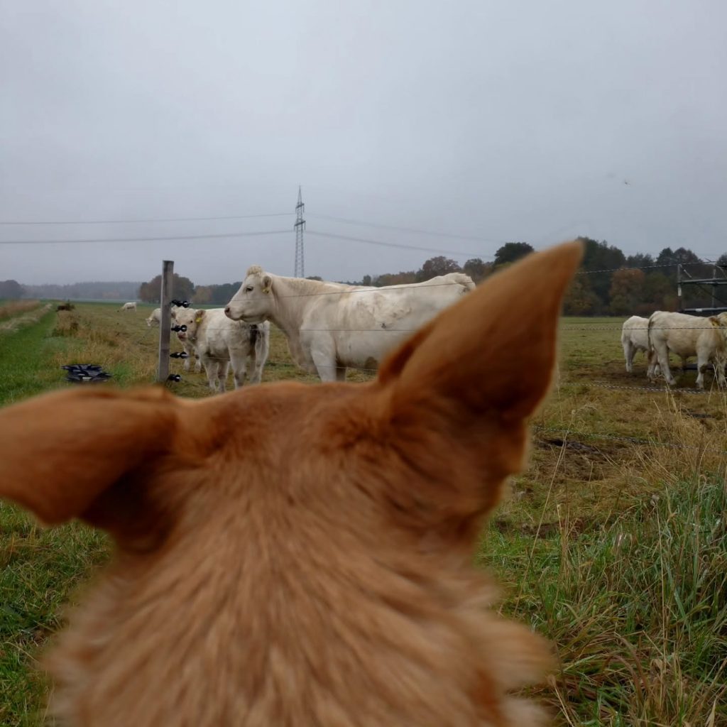 Instagram post from alenas.hundetraining. This post is in position 4.