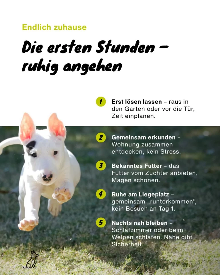 Instagram post from alenas.hundetraining. This post is in position 4.
