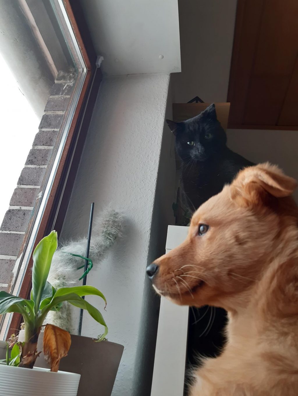 Instagram post from alenas.hundetraining. This post is in position 6.