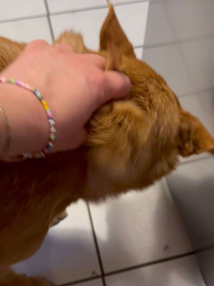 Instagram post from alenas.hundetraining. This post is in position 10.