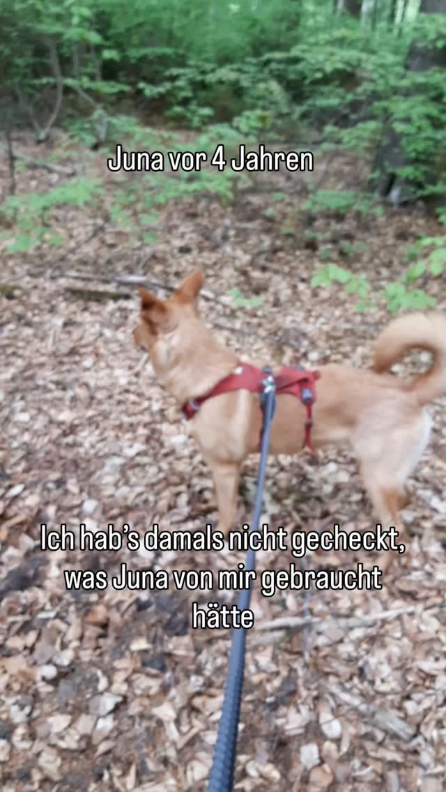 Instagram post from alenas.hundetraining. This post is in position 0.