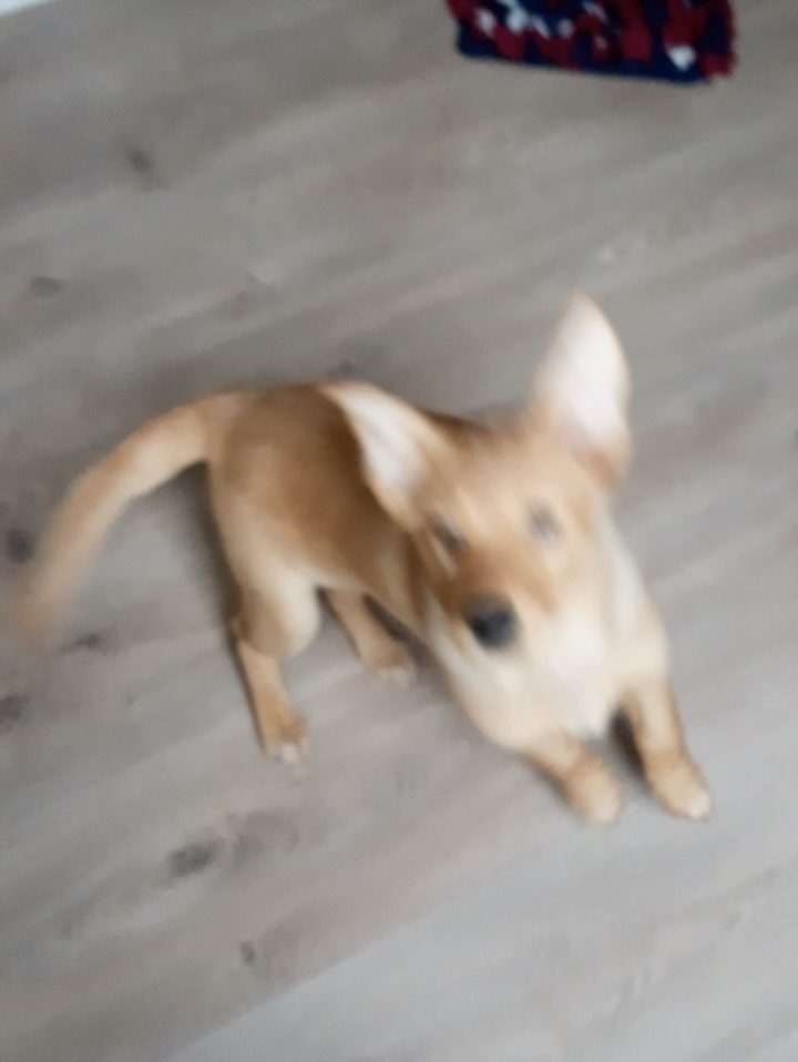 Instagram post from alenas.hundetraining. This post is in position 12.