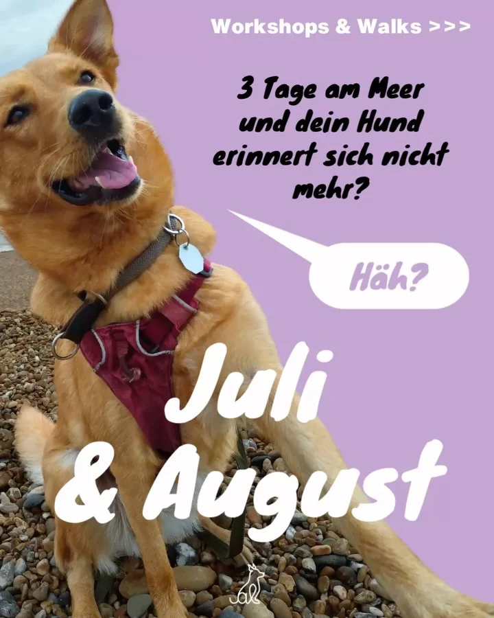 Instagram post from alenas.hundetraining. This post is in position 0.
