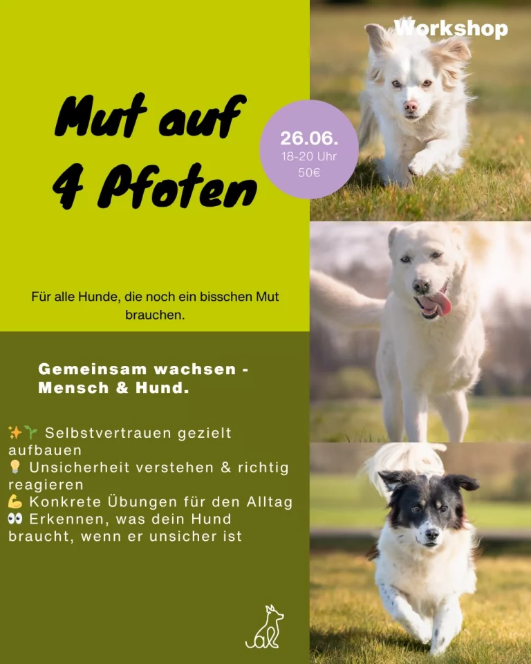 Instagram post from alenas.hundetraining. This post is in position 3.
