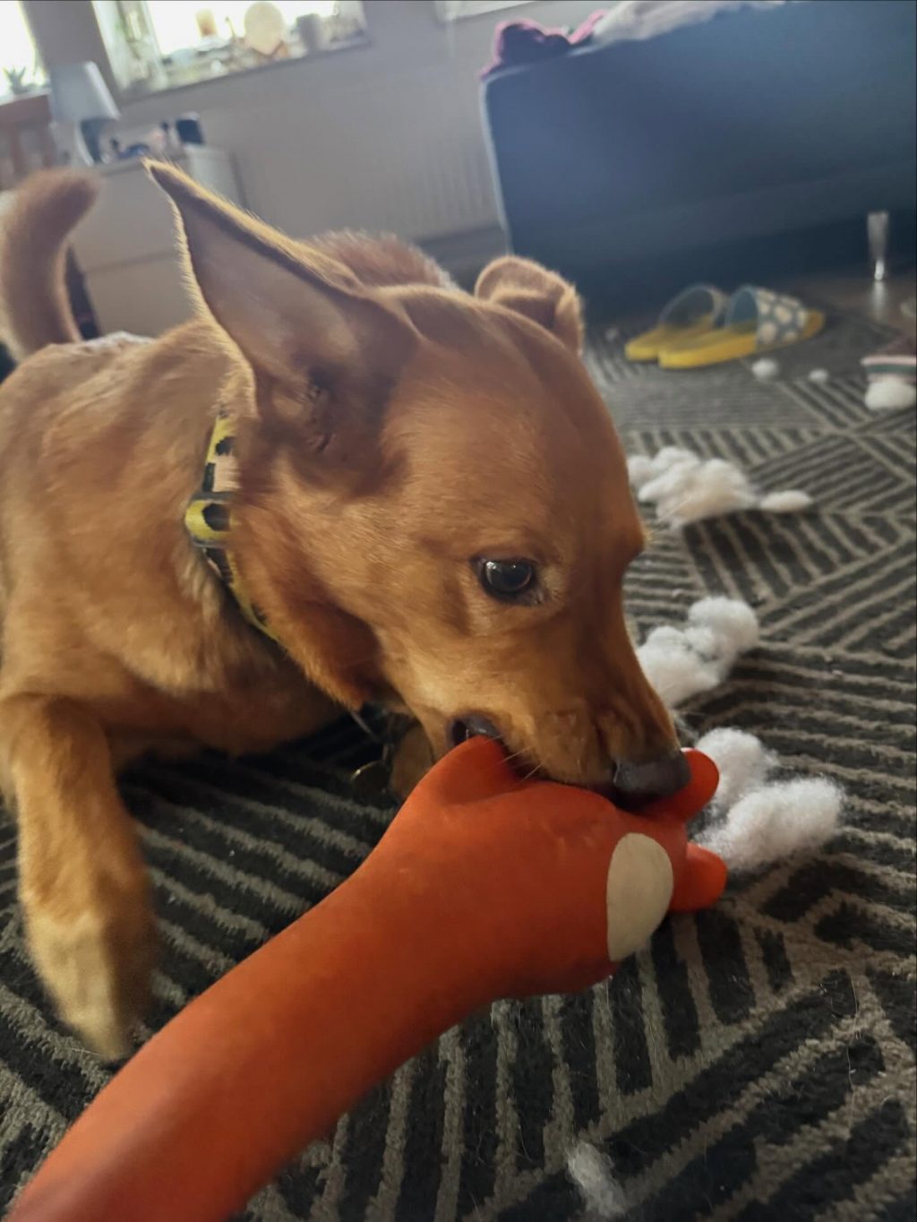 Instagram post from alenas.hundetraining. This post is in position 14.