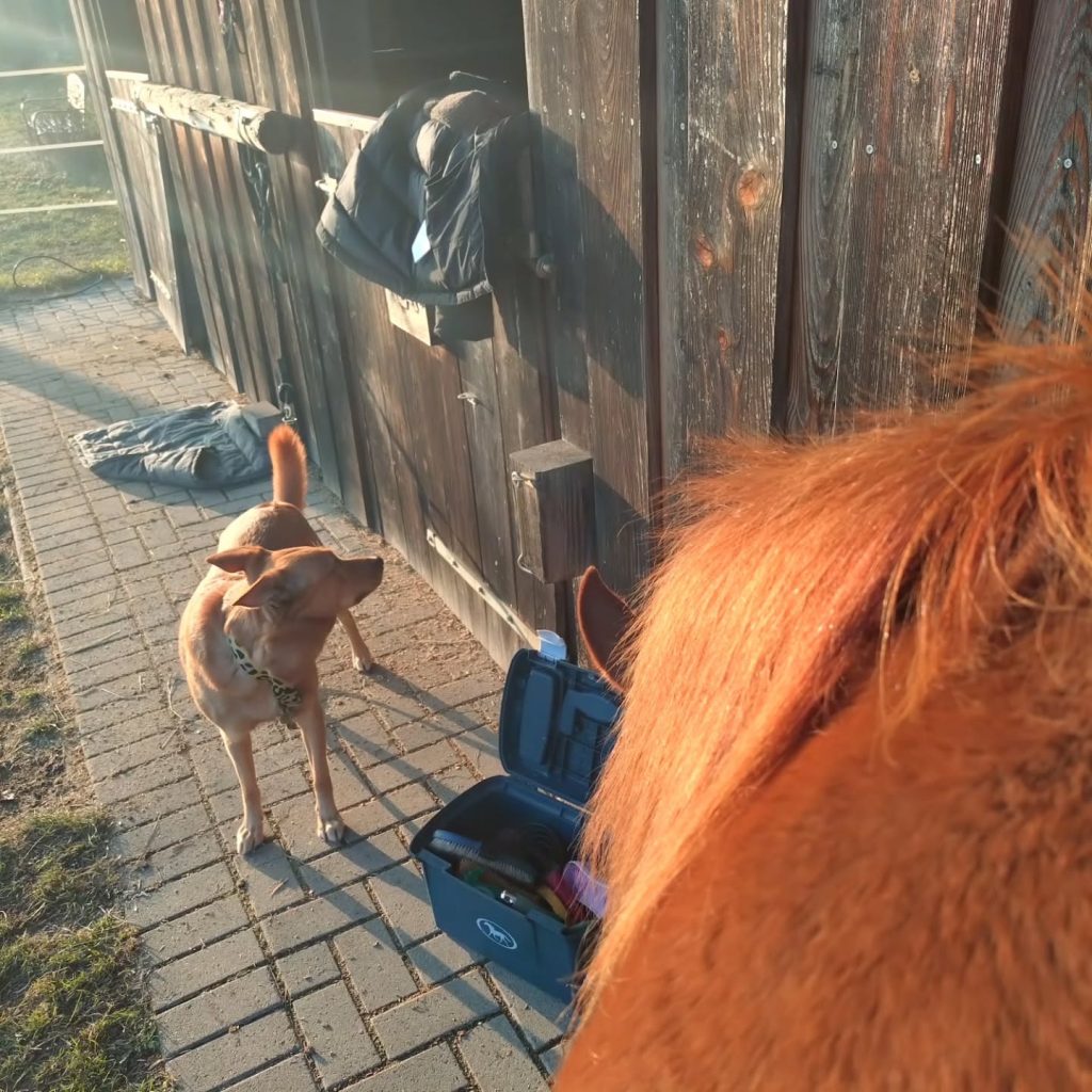 Instagram post from alenas.hundetraining. This post is in position 16.