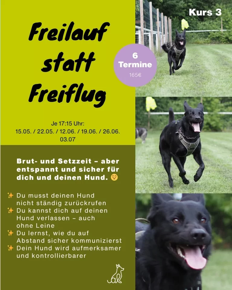 Instagram post from alenas.hundetraining. This post is in position 3.