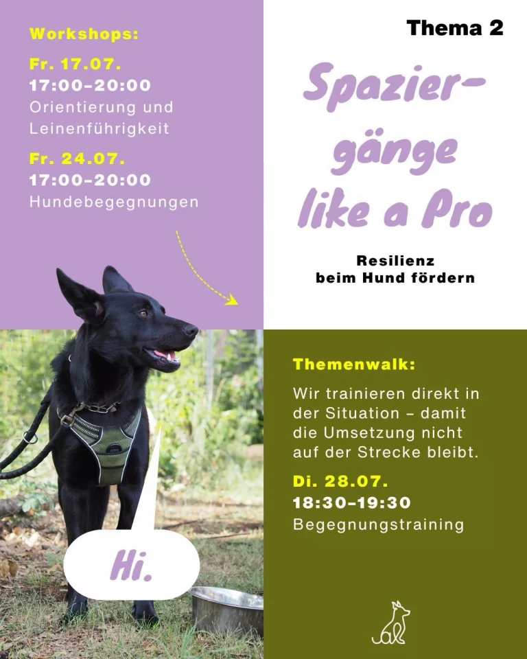 Instagram post from alenas.hundetraining. This post is in position 3.