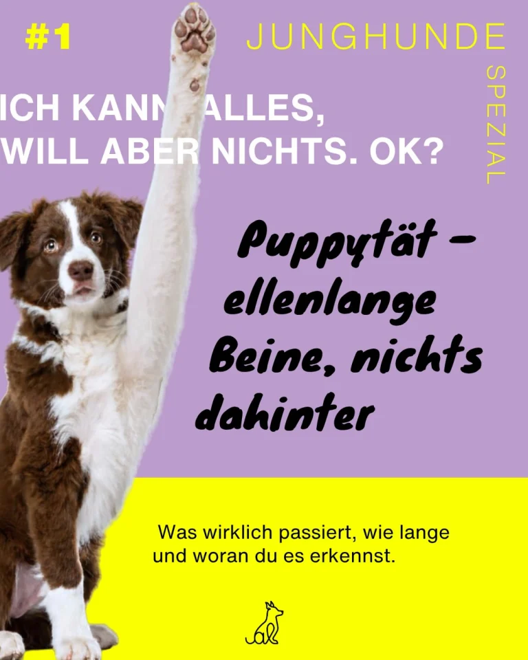 Instagram post from alenas.hundetraining. This post is in position 0.