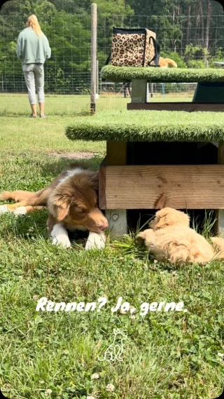 Instagram post from alenas.hundetraining. This post is in position 1.