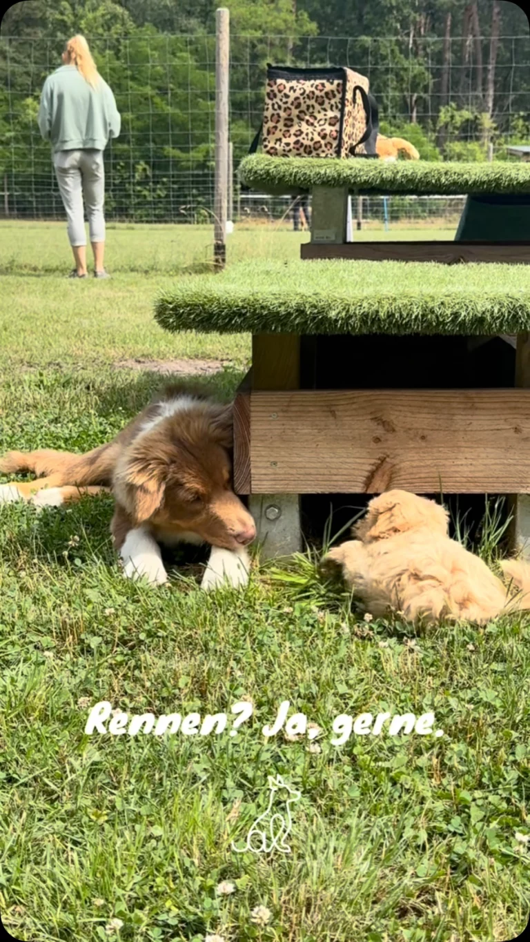 Instagram post from alenas.hundetraining. This post is in position 0.