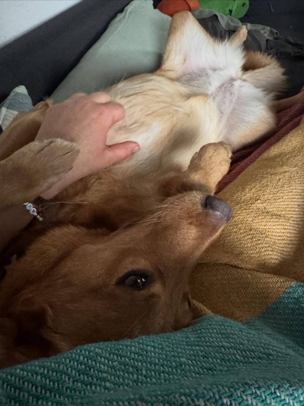 Instagram post from alenas.hundetraining. This post is in position 4.