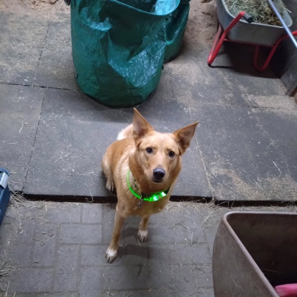 Instagram post from alenas.hundetraining. This post is in position 9.