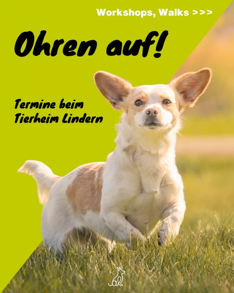Instagram post from alenas.hundetraining. This post is in position 0.