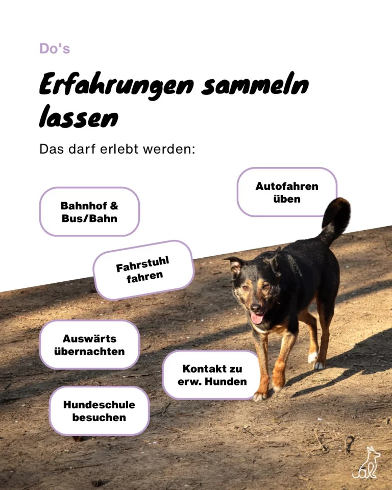 Instagram post from alenas.hundetraining. This post is in position 2.