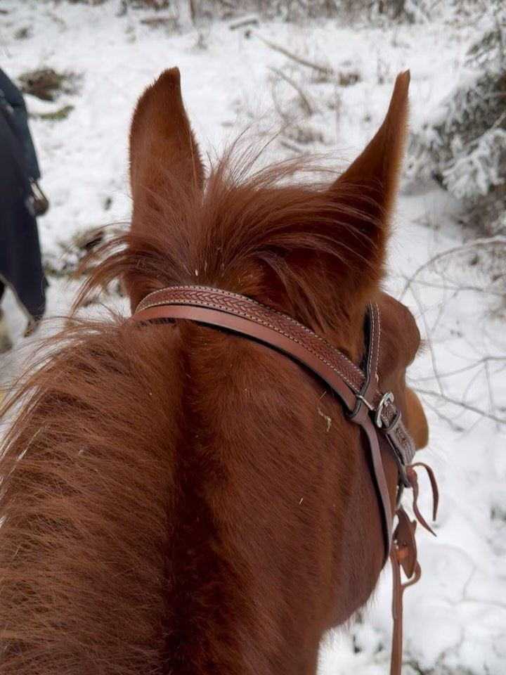 Instagram post from alenas.hundetraining. This post is in position 16.