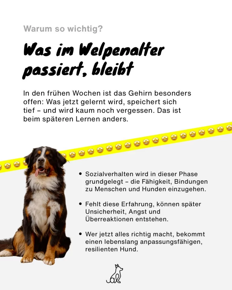 Instagram post from alenas.hundetraining. This post is in position 2.