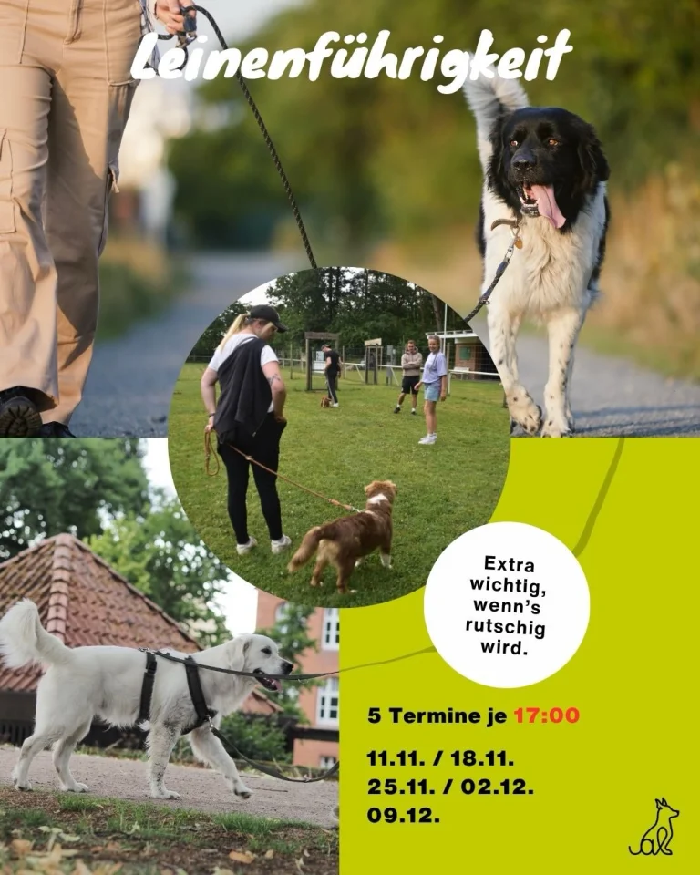 Instagram post from alenas.hundetraining. This post is in position 2.