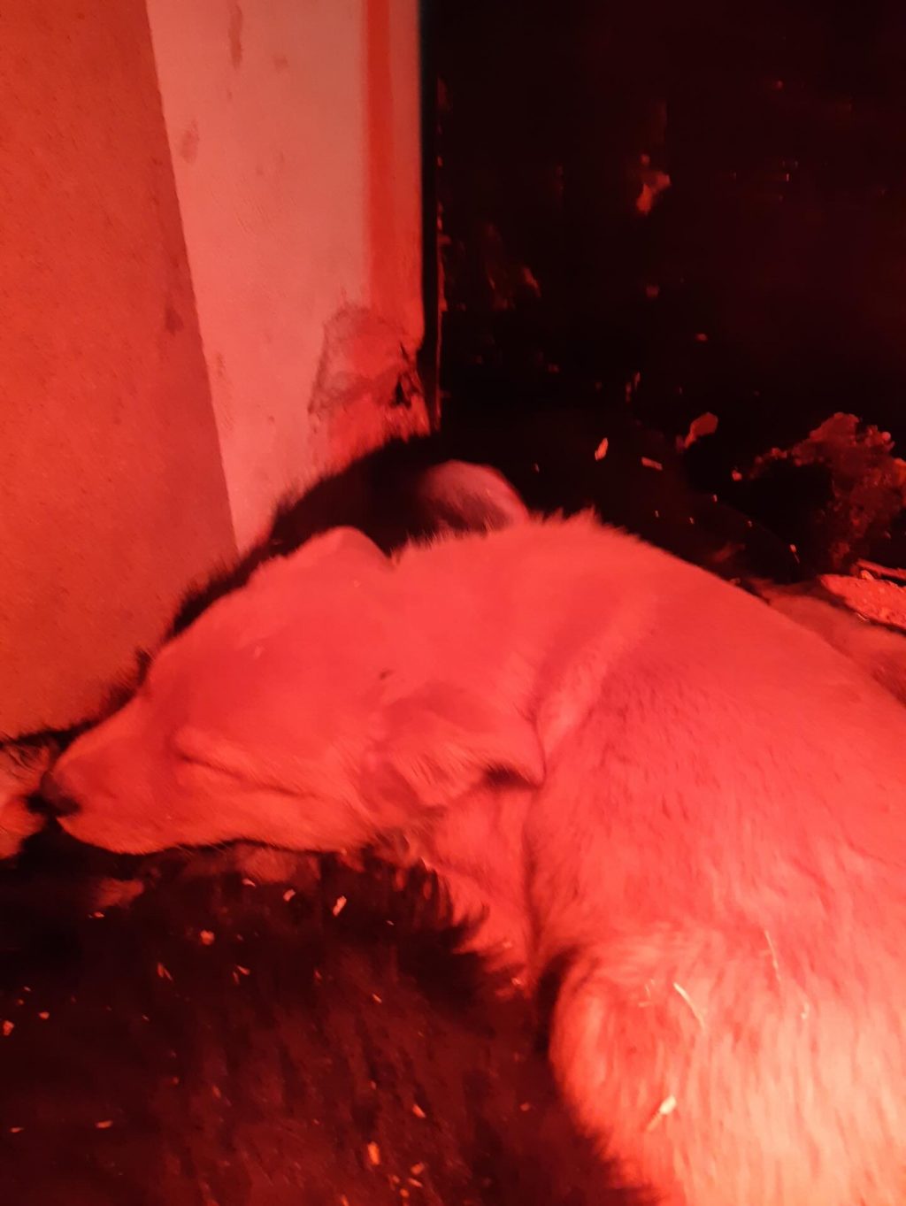 Instagram post from alenas.hundetraining. This post is in position 1.