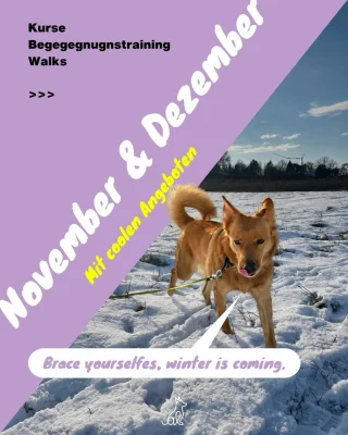 Instagram post from alenas.hundetraining. This post is in position 1.