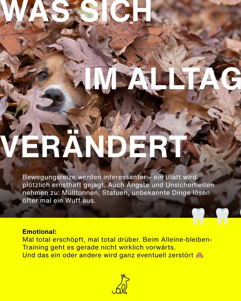 Instagram post from alenas.hundetraining. This post is in position 4.