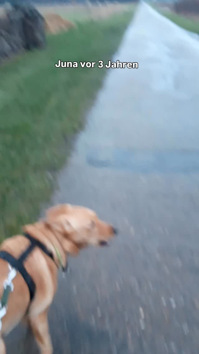 Instagram post from alenas.hundetraining. This post is in position 1.