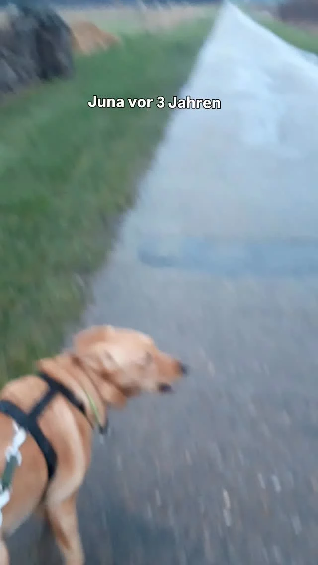 Instagram post from alenas.hundetraining. This post is in position 1.