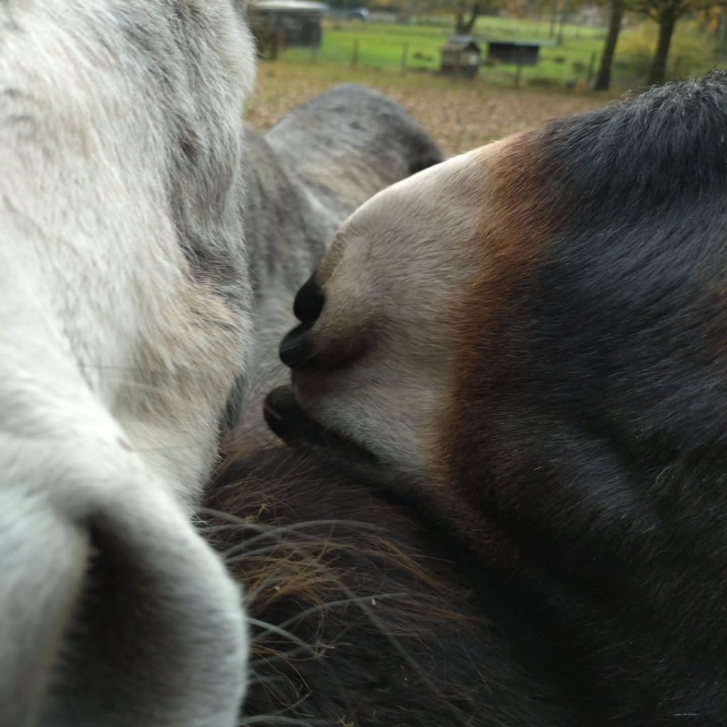 Instagram post from alenas.hundetraining. This post is in position 8.