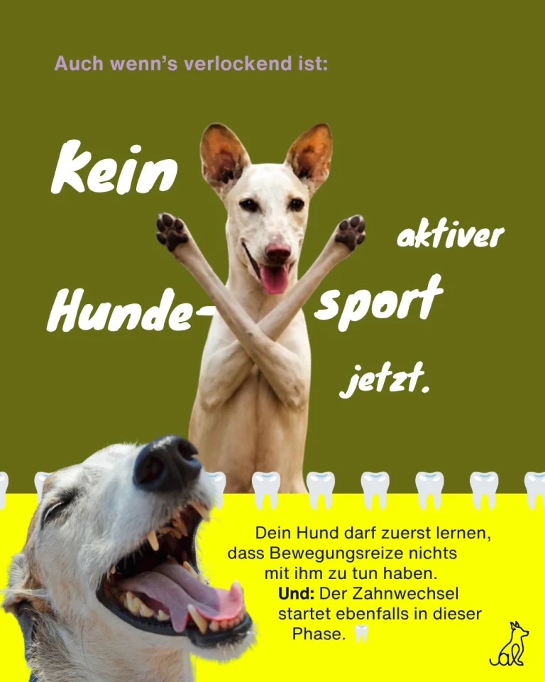 Instagram post from alenas.hundetraining. This post is in position 5.