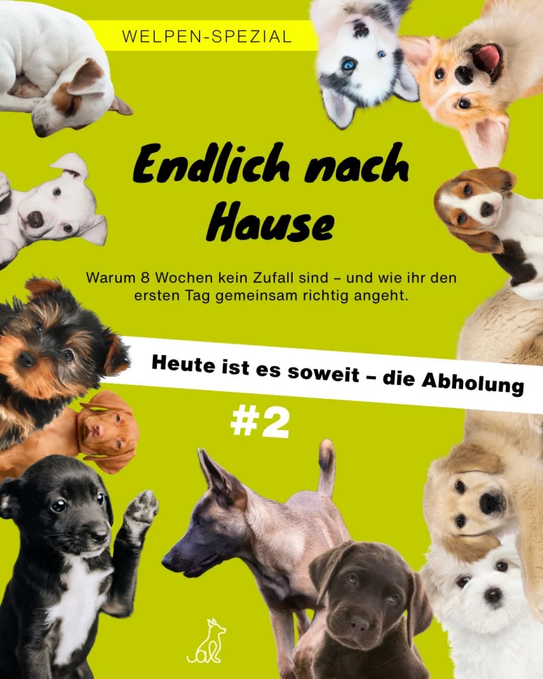 Instagram post from alenas.hundetraining. This post is in position 0.