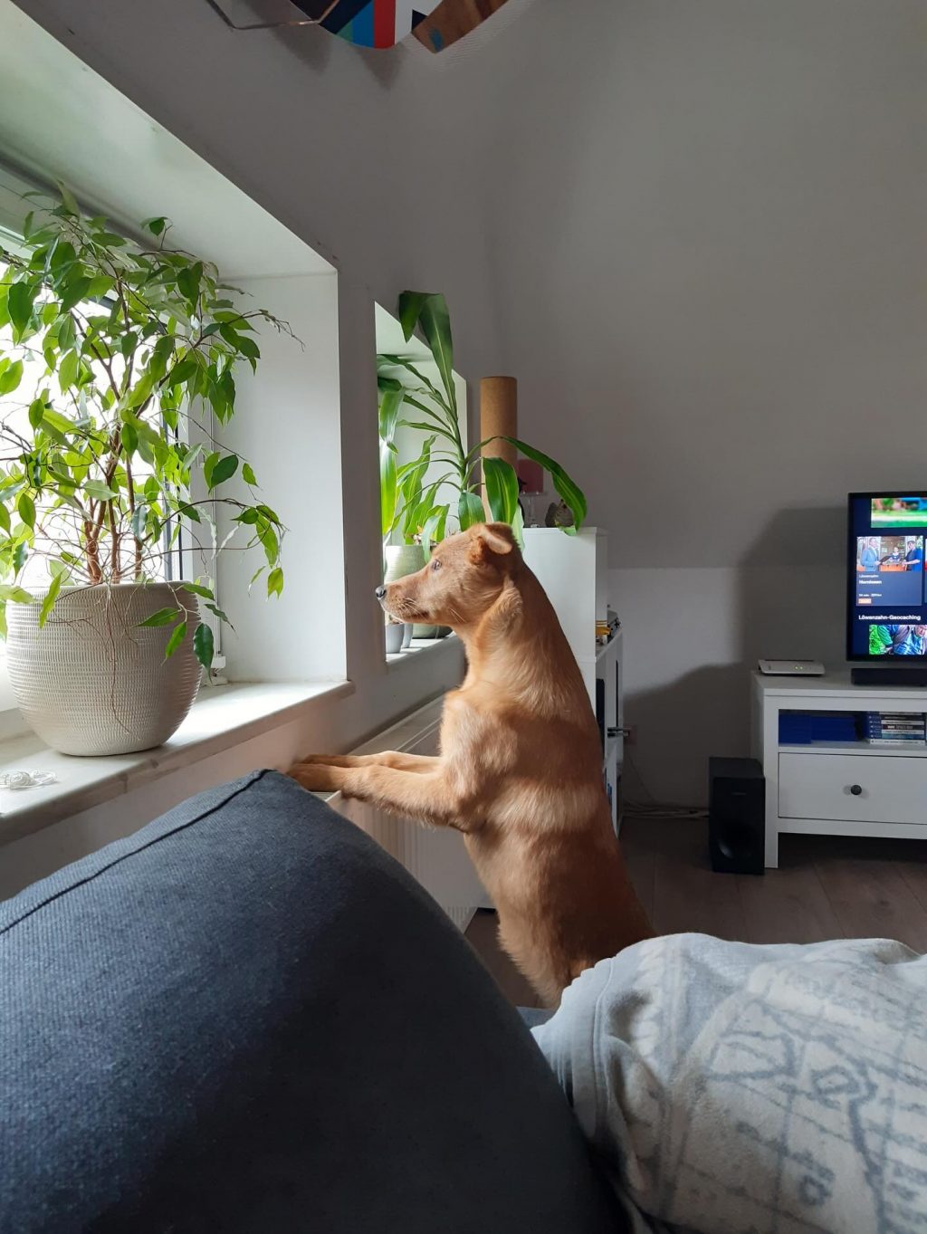 Instagram post from alenas.hundetraining. This post is in position 18.