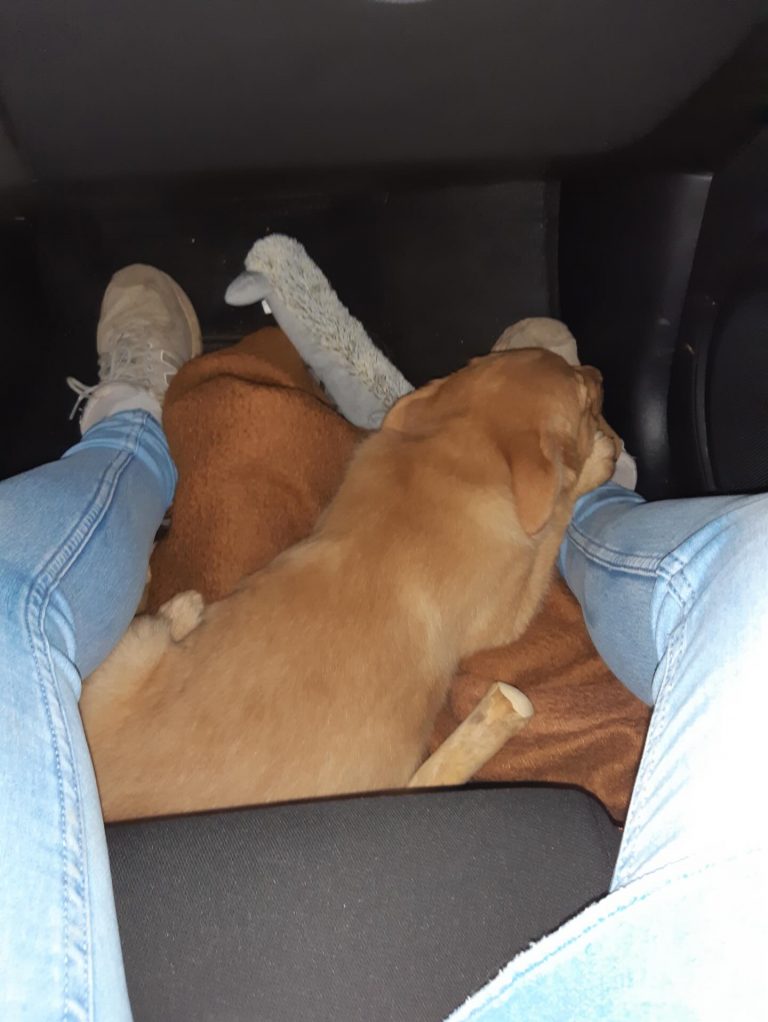 Instagram post from alenas.hundetraining. This post is in position 1.