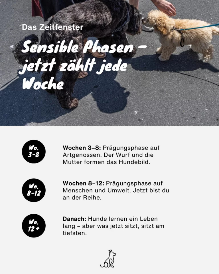 Instagram post from alenas.hundetraining. This post is in position 4.