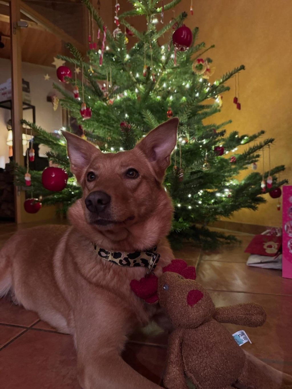 Instagram post from alenas.hundetraining. This post is in position 3.