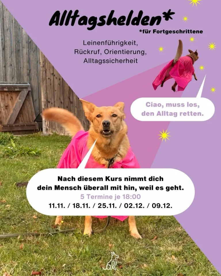 Instagram post from alenas.hundetraining. This post is in position 1.