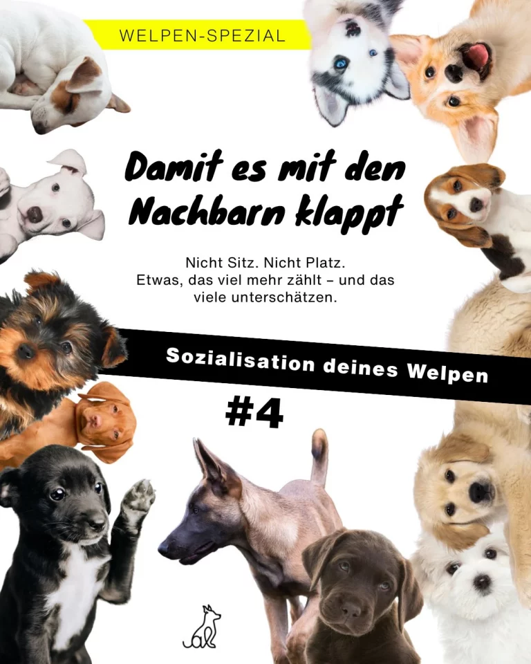 Instagram post from alenas.hundetraining. This post is in position 0.